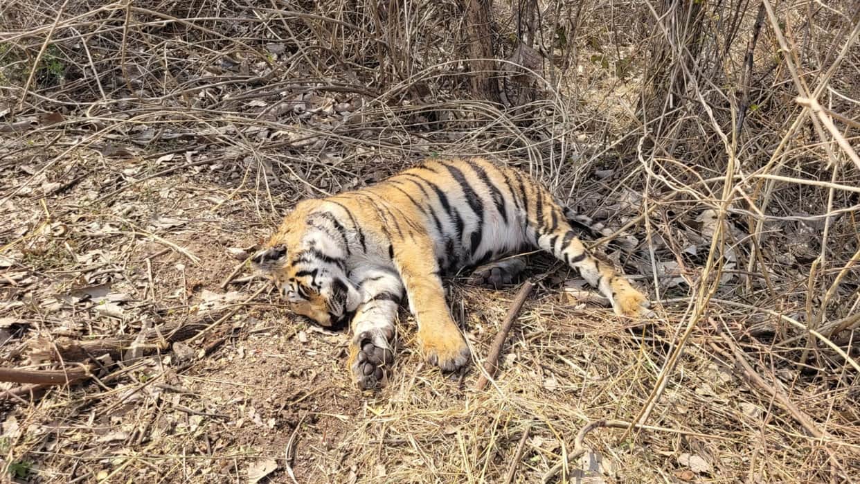 Madhya Pradesh: Mutual conflict increased due to increase in the number of tigers, 4 tigers died in 6 days in the state, 2 died in STR