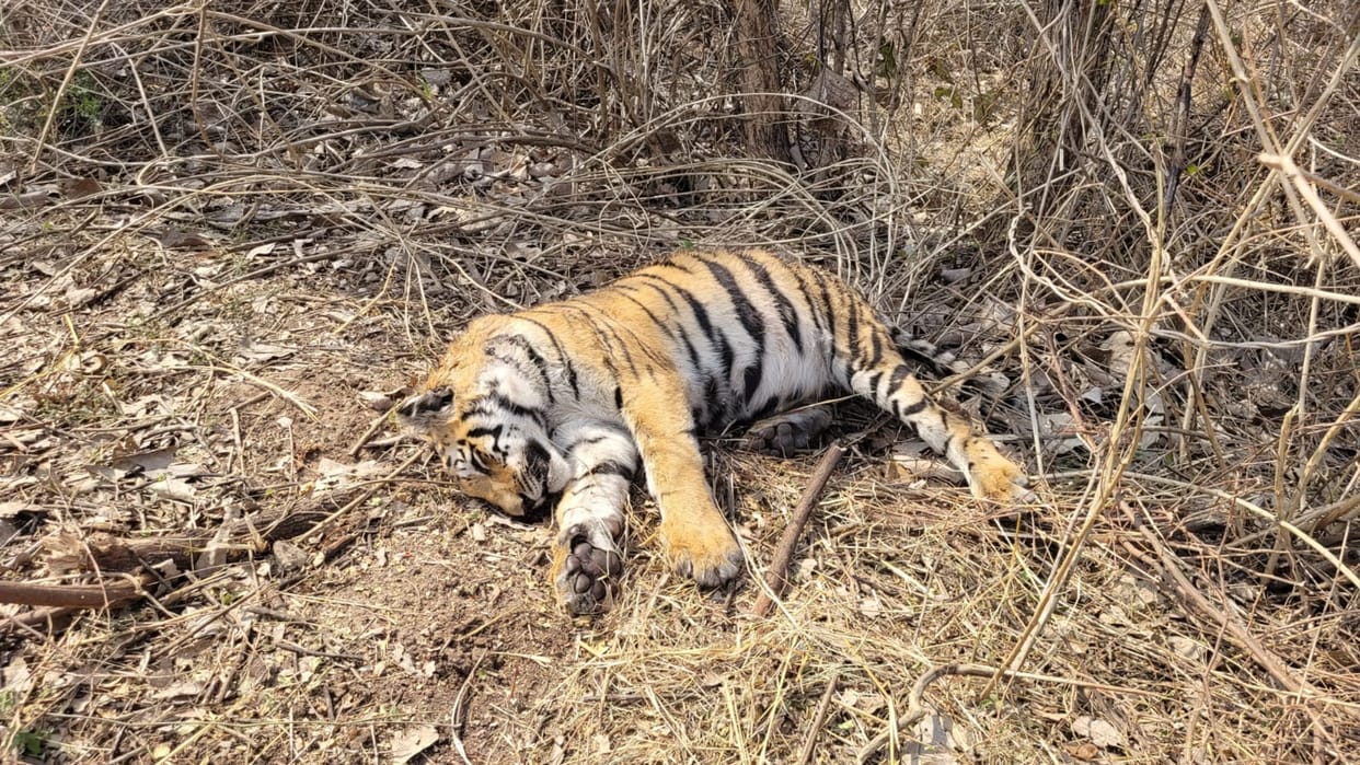 Chhattisgarh Tigress killed in fight at Bilaspur zoo