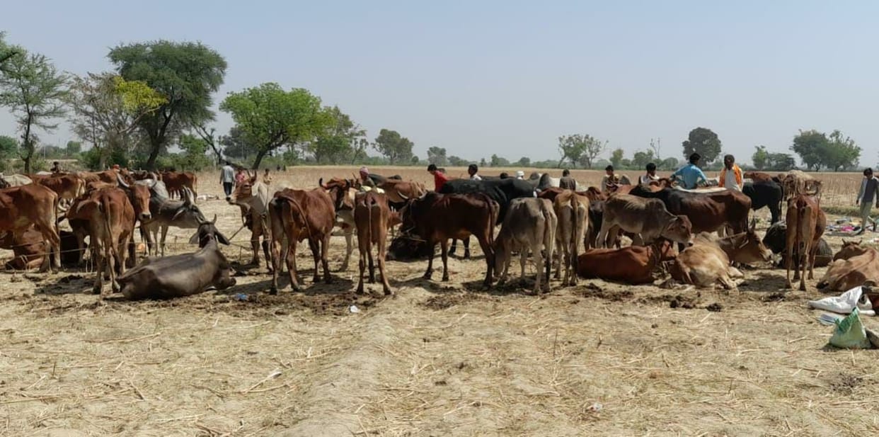300 cows being taken for cutting were freed