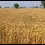 गेहूं