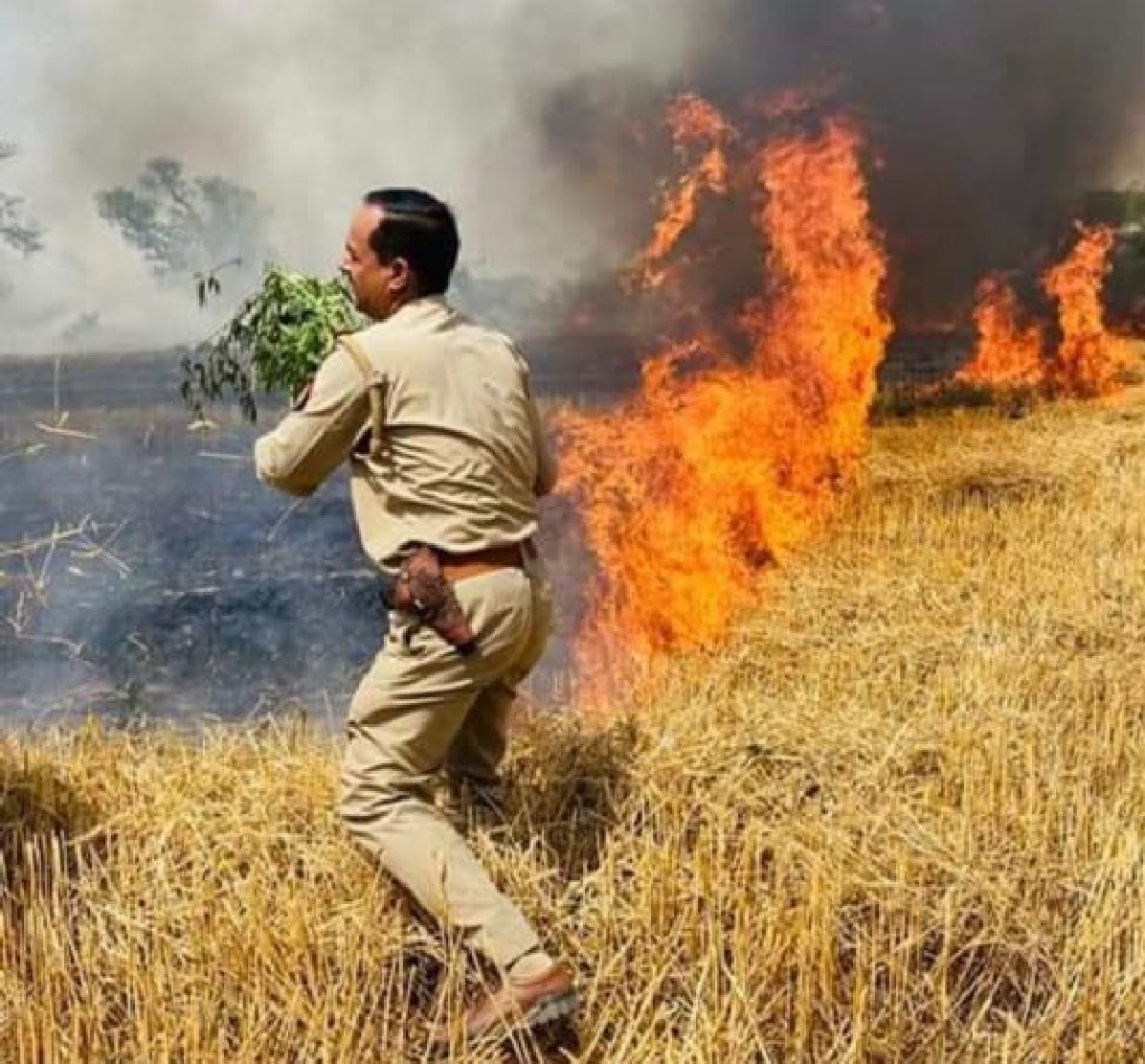 50 acres of wheat crop burnt due to fire