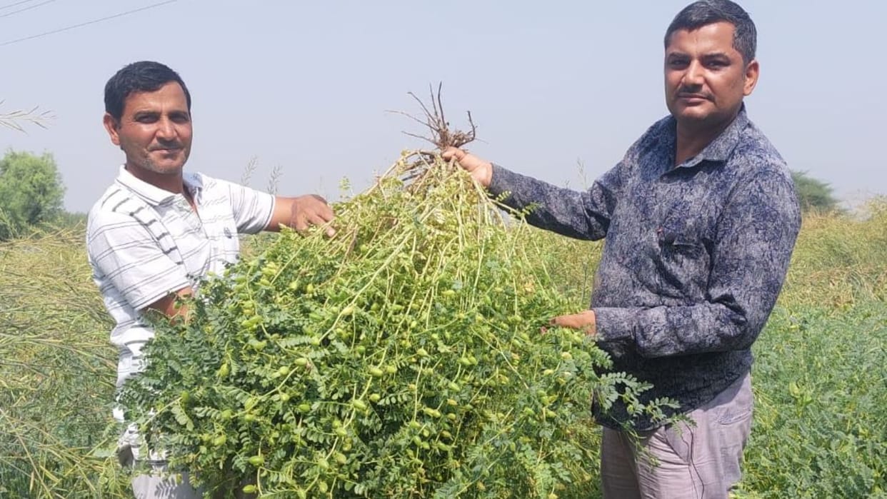 Farmer of Bhiwani Haryana is earning profit by cultivating organic gram
