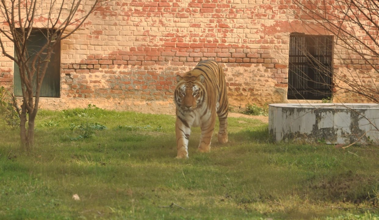 Zoo's creatures are suffering from mercury, Tiger and Panther family getting relief from cooler