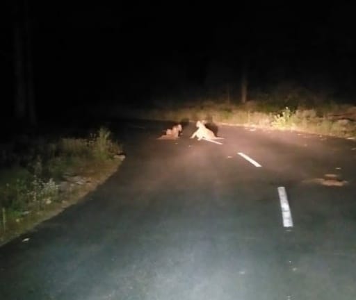 Panic due to the sighting of four tiger cubs in the populated area