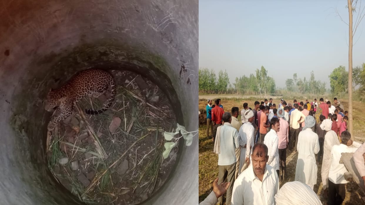 UP leopard fall in well due to eyes blink through torch light forest department team fail to rescue after hours
