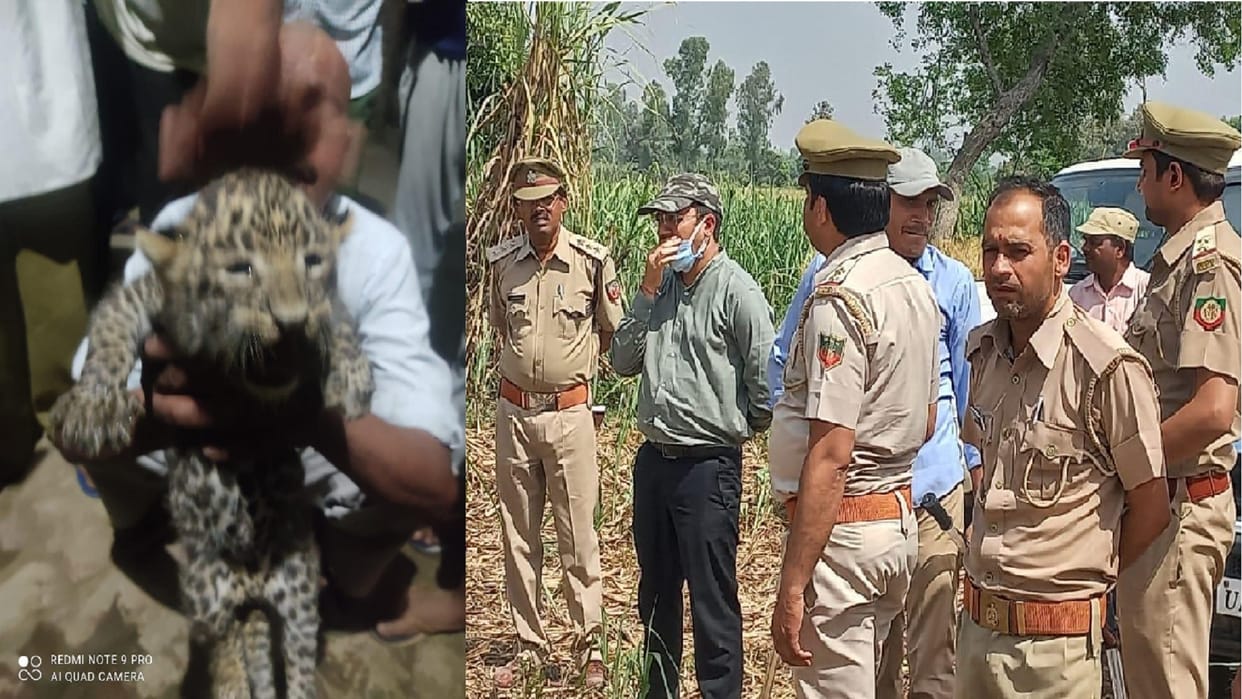 Meerut News: villagers have see two leopard in forest now fear in peoples of village