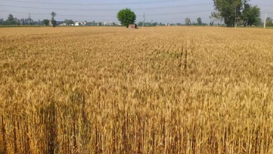 Farmers upset due to delay in harvesting of wheat in Punjab