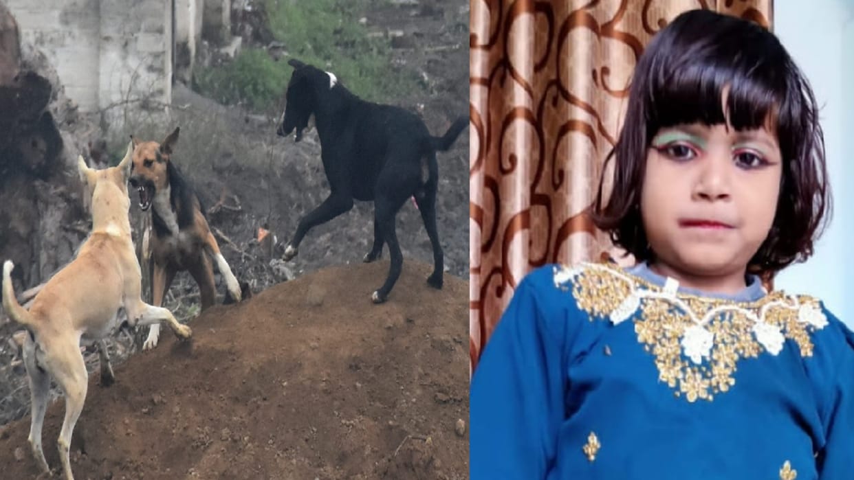 UP news: Stray Dogs killed a five year old girl in saharanpur District