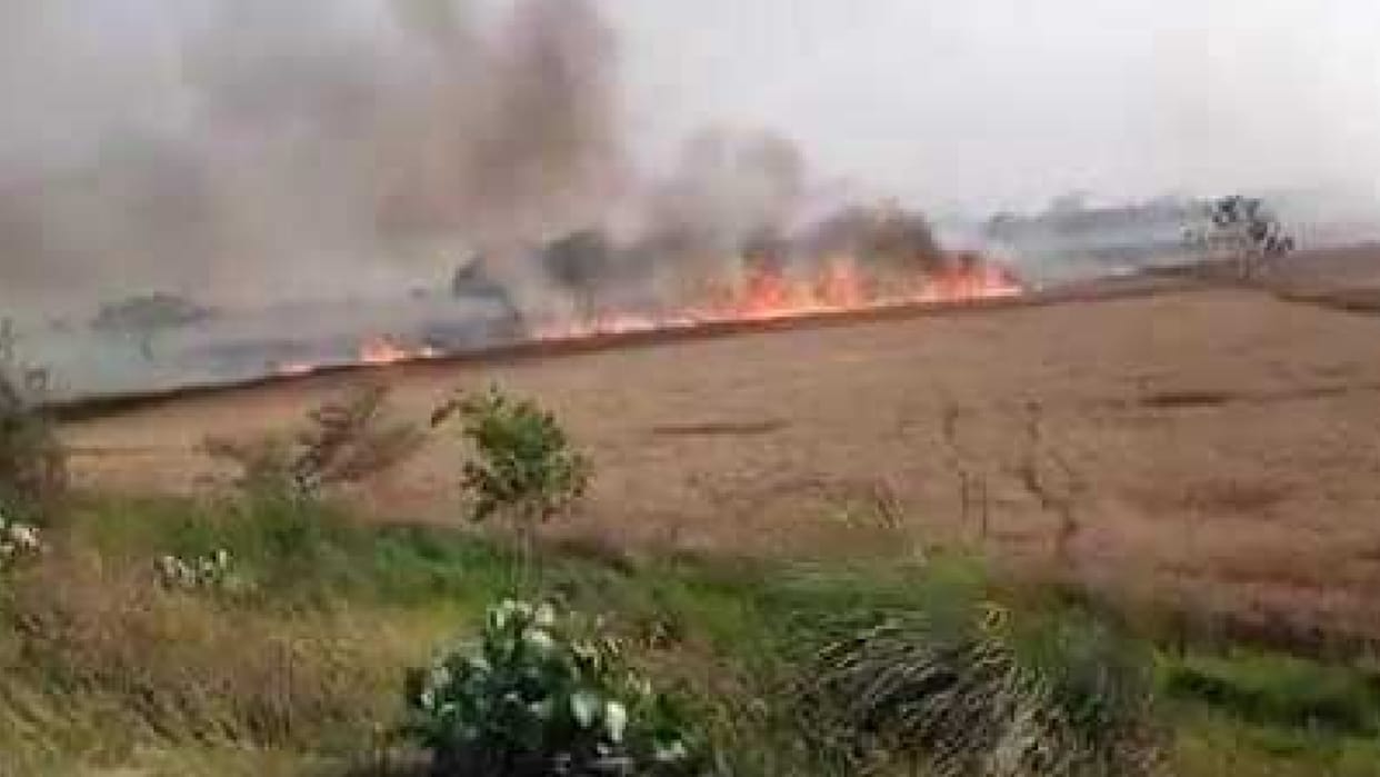 50 acres of wheat crop burnt due to fire in Gorakhpur
