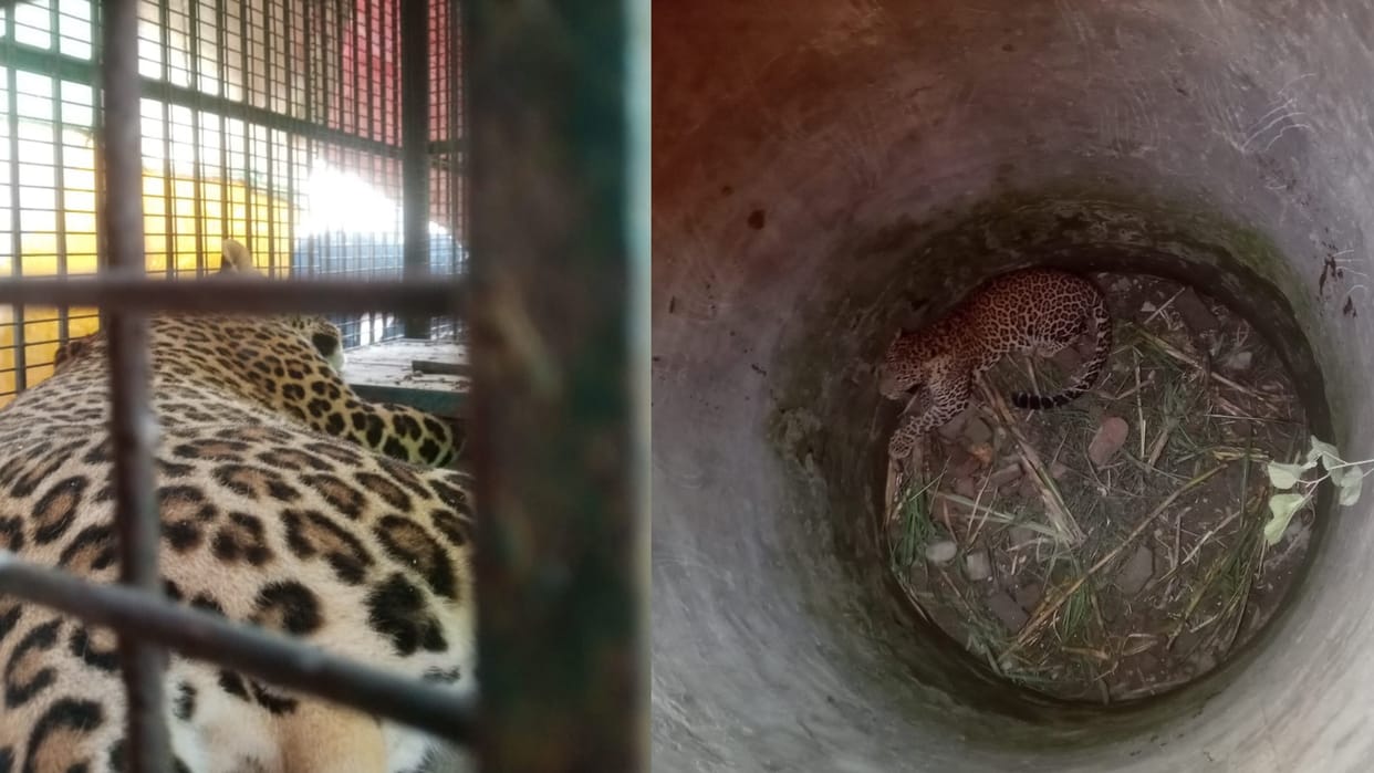 Amroha leopard fall in well rescued after 32 hours by forest officials left in tiger reserve