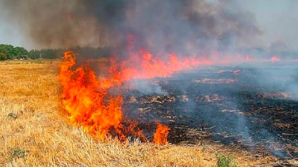 Warning of Chhatarpur Collector: Illegal burning of Narwai, can be punishment, penalty of up to 15 thousand for burning