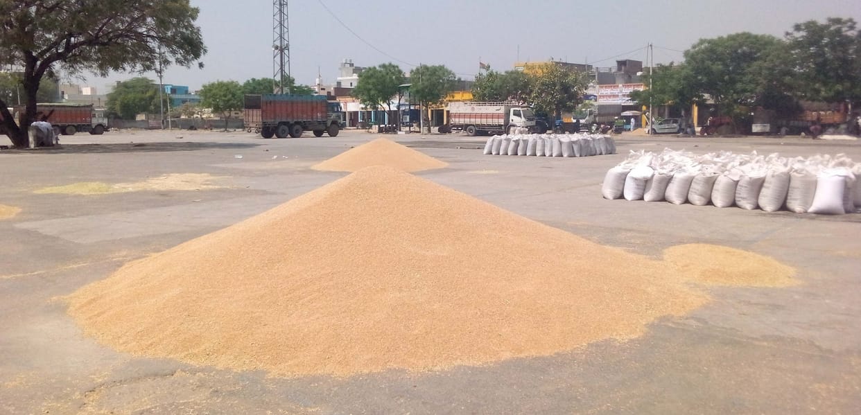 Government procurement of wheat started in Sonipat and Gohana Mandi
