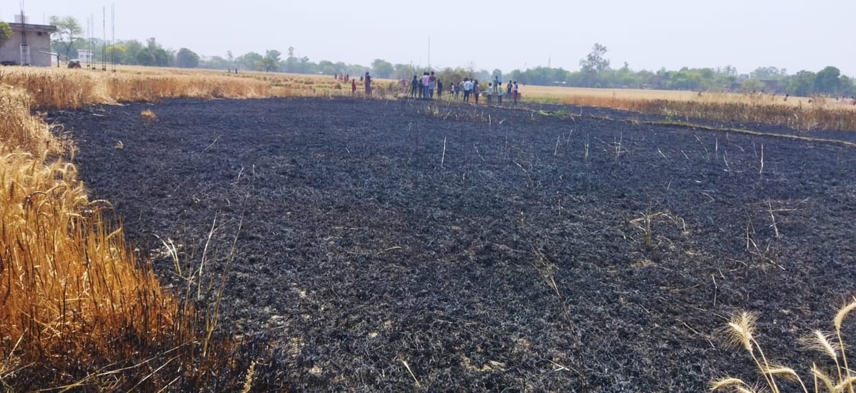 Five bighas of wheat crop burnt due to fire due to short circuit