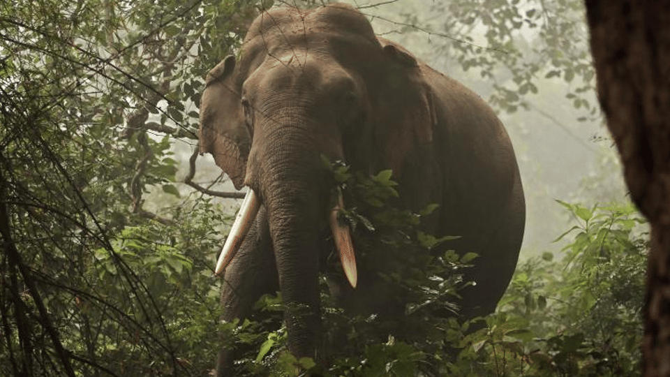 Madhya Pradesh: A group of wild elephants from Chhattisgarh crushed the husband and wife who went to pick up Mahua, both died