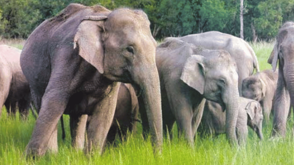 Madhya Pradesh: A group of wild elephants from Chhattisgarh crushed the husband and wife who went to pick up Mahua, both died