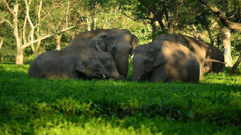 Madhya Pradesh: A group of wild elephants from Chhattisgarh crushed the husband and wife who went to pick up Mahua, both died