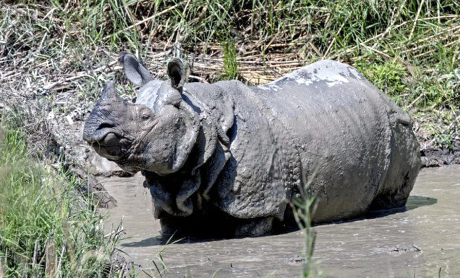 Date will be decided in the meeting for counting of rhinos in Dudhwa