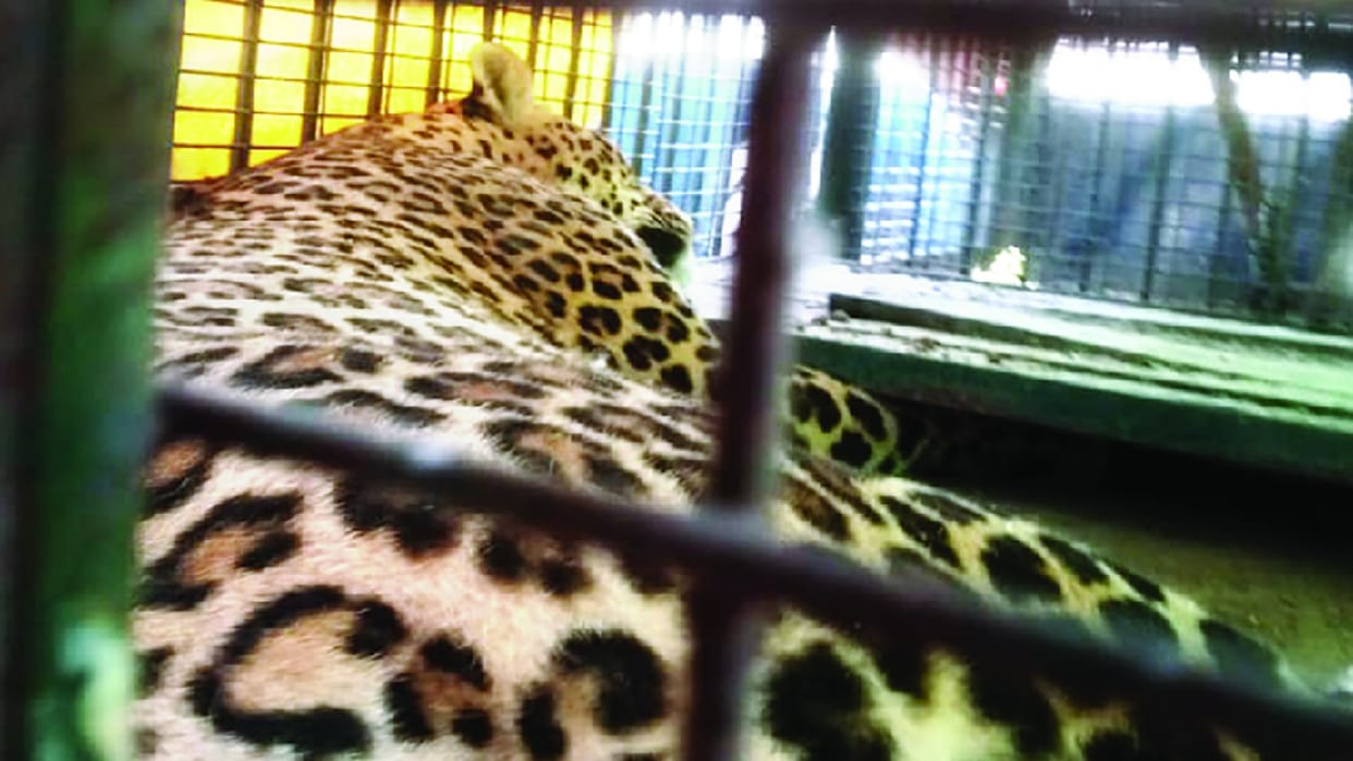 Leopard pulled out of the well after 32 hours in amroha