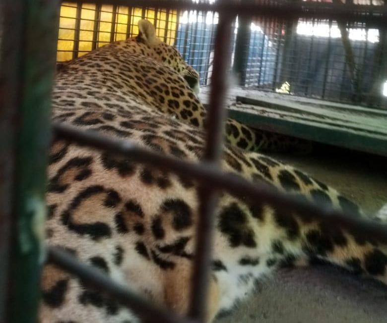 After 32 hours the leopard was unconscious and pulled out of the well