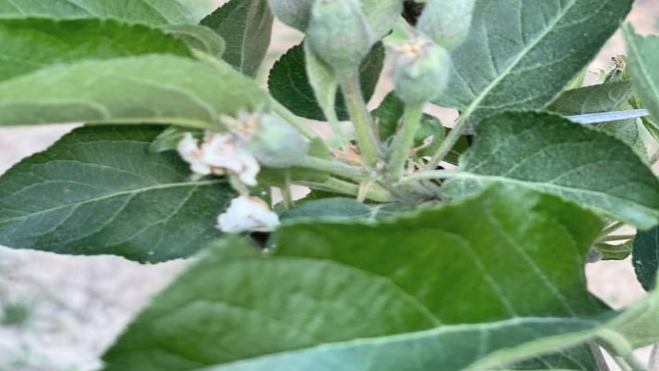 Horticulture: apple crop damage in Himachal due to rise in temperature