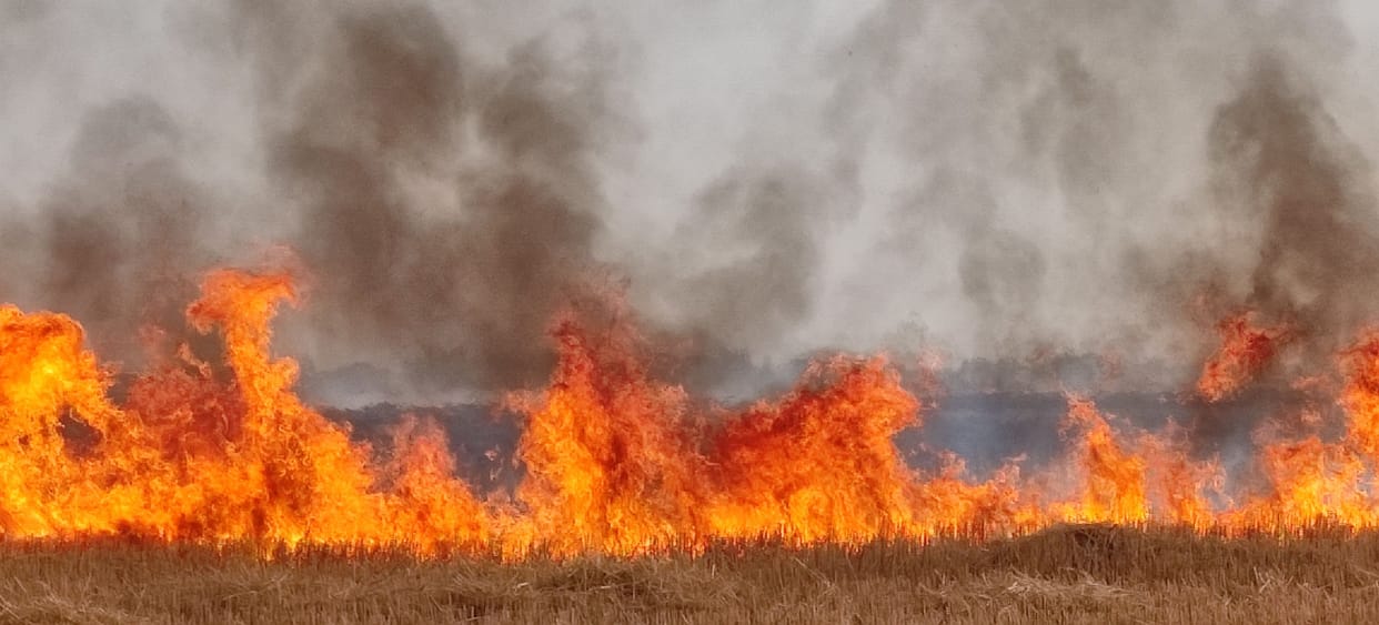 fire on wheat crop