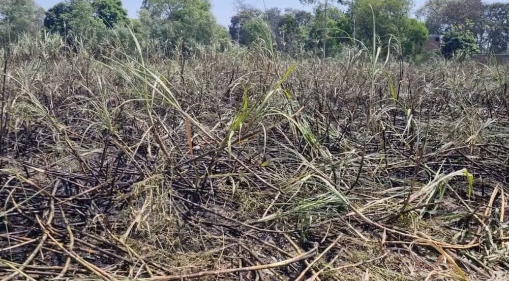 Dabangs set fire to 14 bighas of sugarcane in land dispute