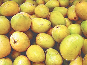 The weather is kind to the king of fruits, mango, smile on the face of the gardeners