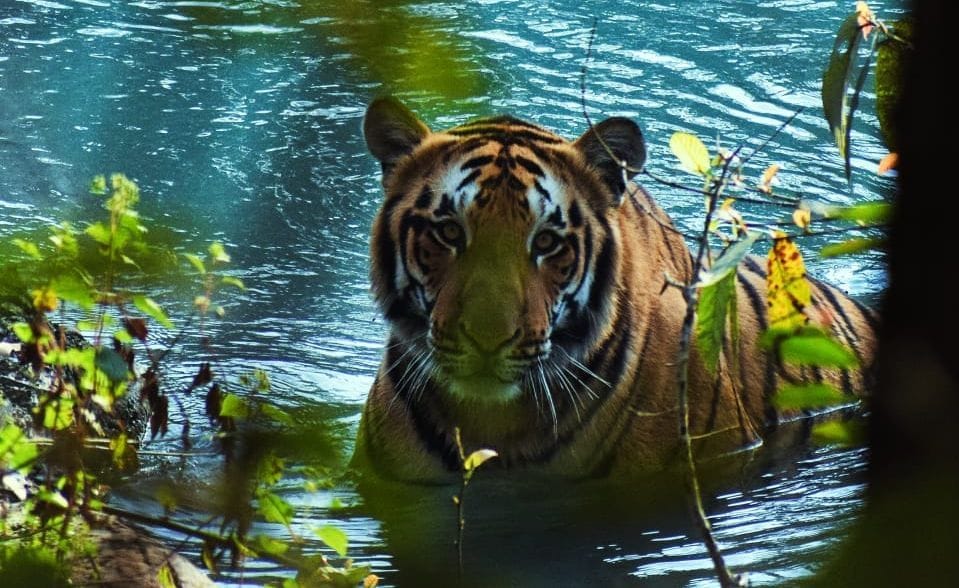 Tourists giggle after seeing a tiger bathing in the canal in Pilibhit Tiger Reserve