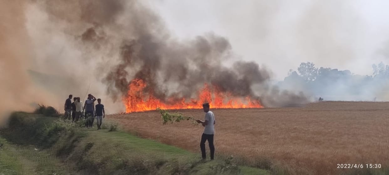 Wheat ashes in 865 bighas of fields due to fire