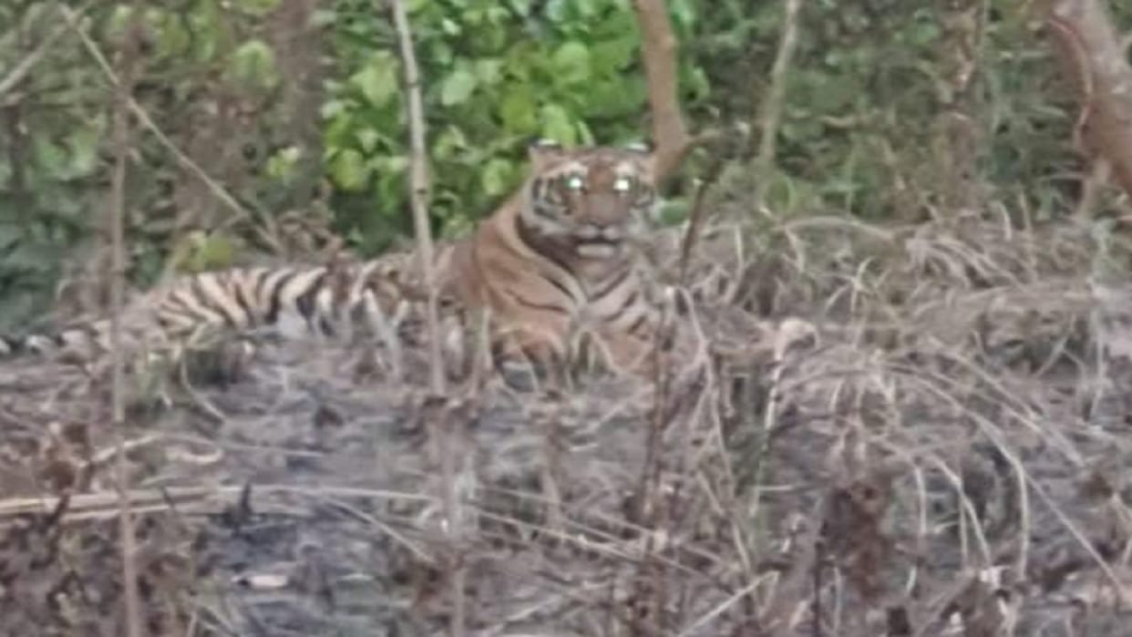 The tiger came out of the forest on the road, the car riders were thrilled