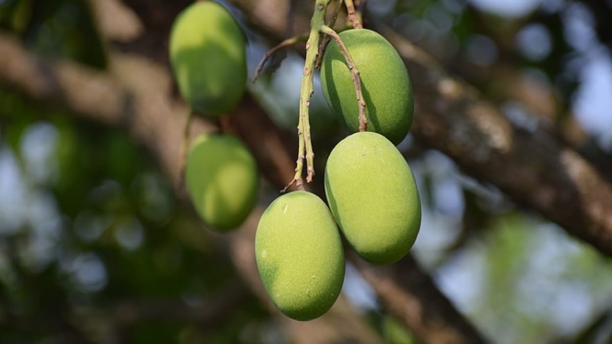 Sehore: Woman plucking mango from tree dies after falling in well