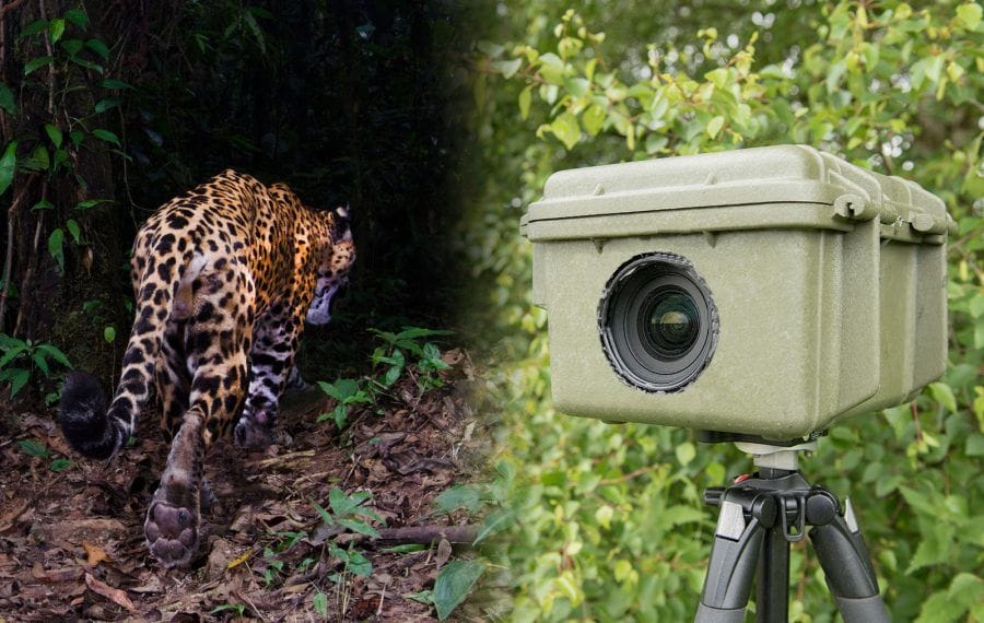 Cameras will be installed to trap the leopard