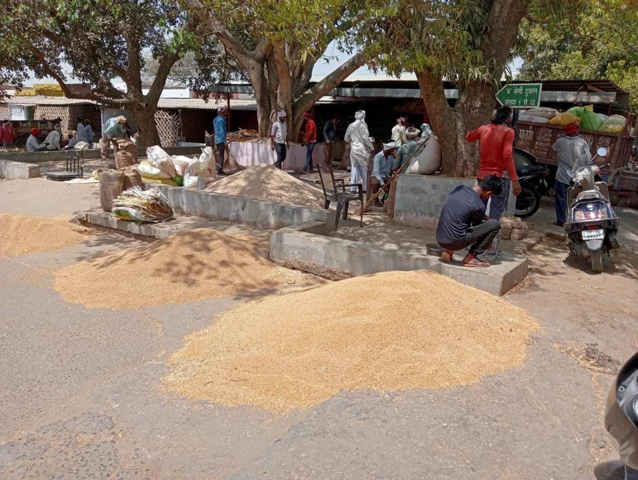 auraiya news,Seeing a profitable deal, selling wheat in the market