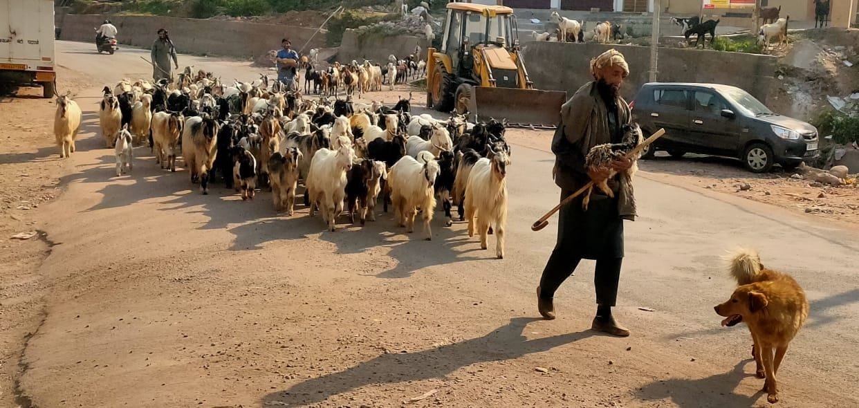 People of Bakkarwal community started going towards the mountains.