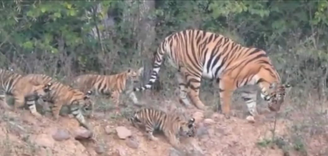 Wildlife conservation campaign brought colour, increased population of tigers