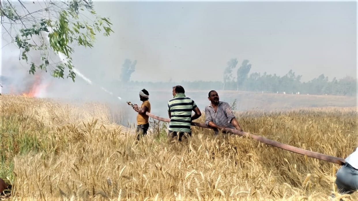 125 bigha wheat crop of 25 farmers burnt due to fire