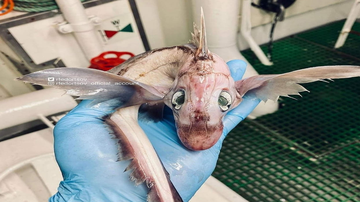 mysterious and very rare ghost shark discovered in sea of russia