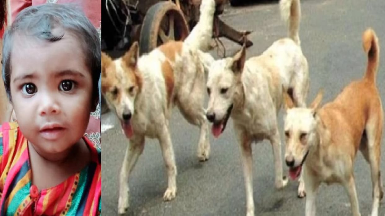 UP News: girl baby child killed by dogs in village of Saharanpur city