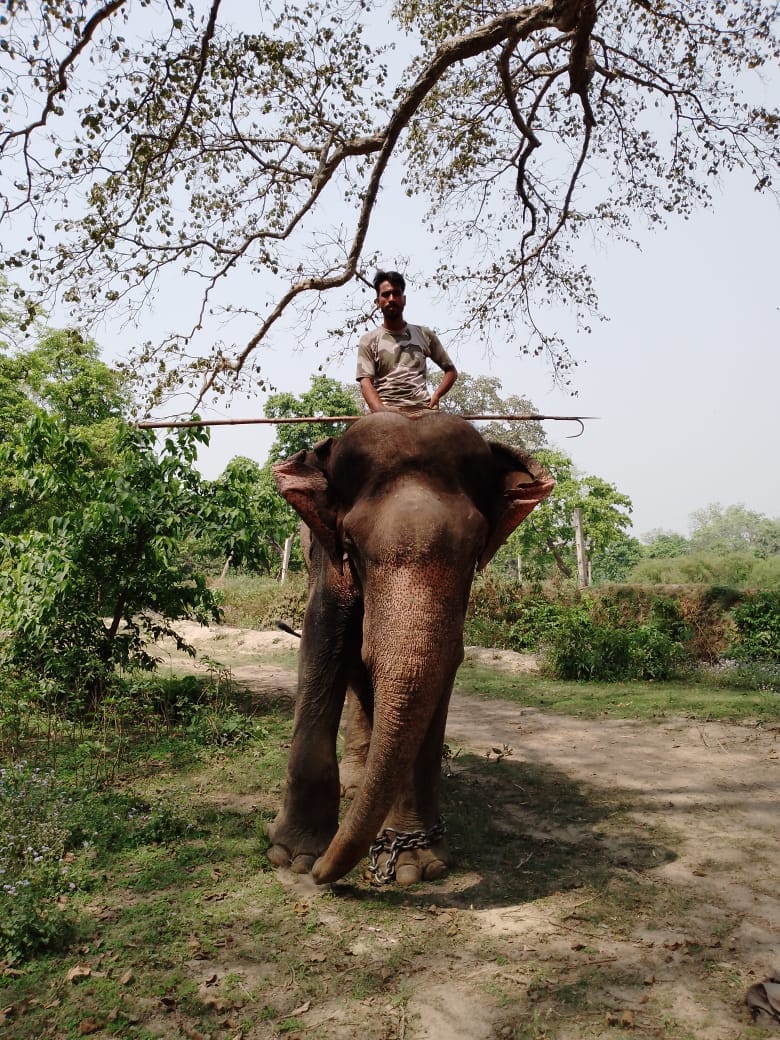 Mithun and Jaisingh are the new members of Dudhwa's elephant family.