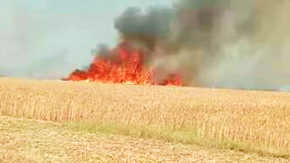 Fire destroys 600 Bigha wheat crop in Mainpuri