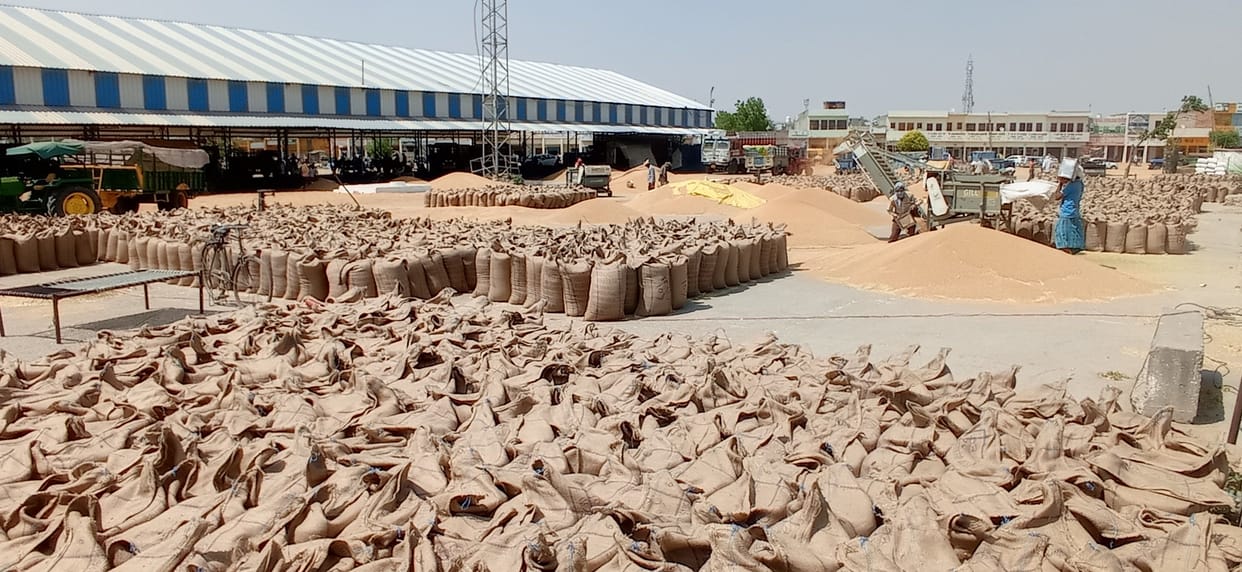 Food supply and Hafed agencies bought 16080 MT wheat on the seventh day