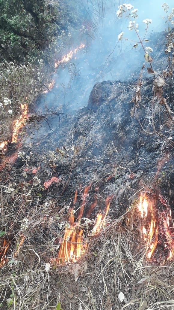 A month later, a fire broke out in the forest of Guad, hundreds of oak trees and plants were burnt.