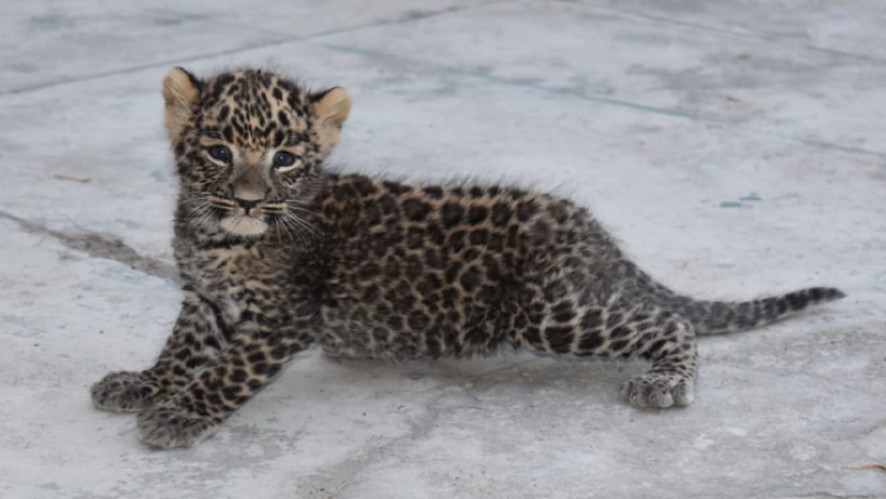 Meerut News: Separating from mother, Simbi went to Gorakhpur zoo