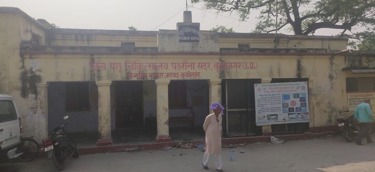 Animal hospital itself is sick, how will animals be treated