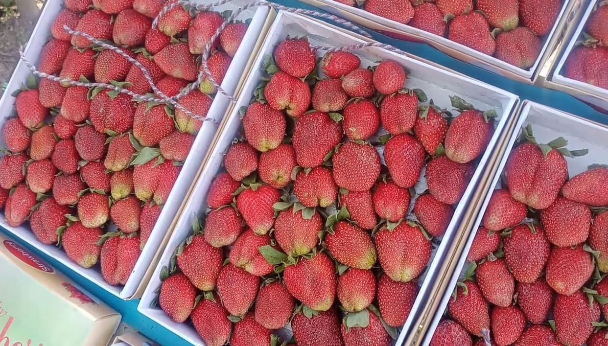 Growing trend of gardeners in strawberry cultivation