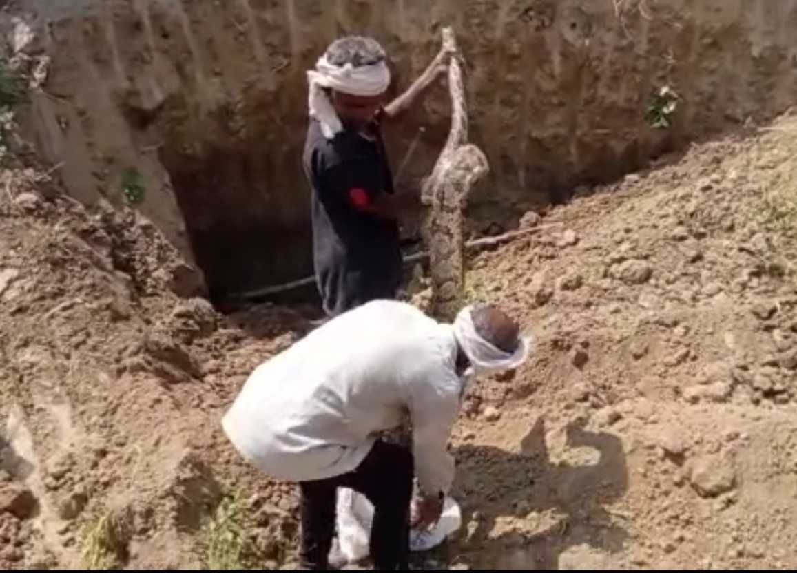 Forest department excavated three pythons