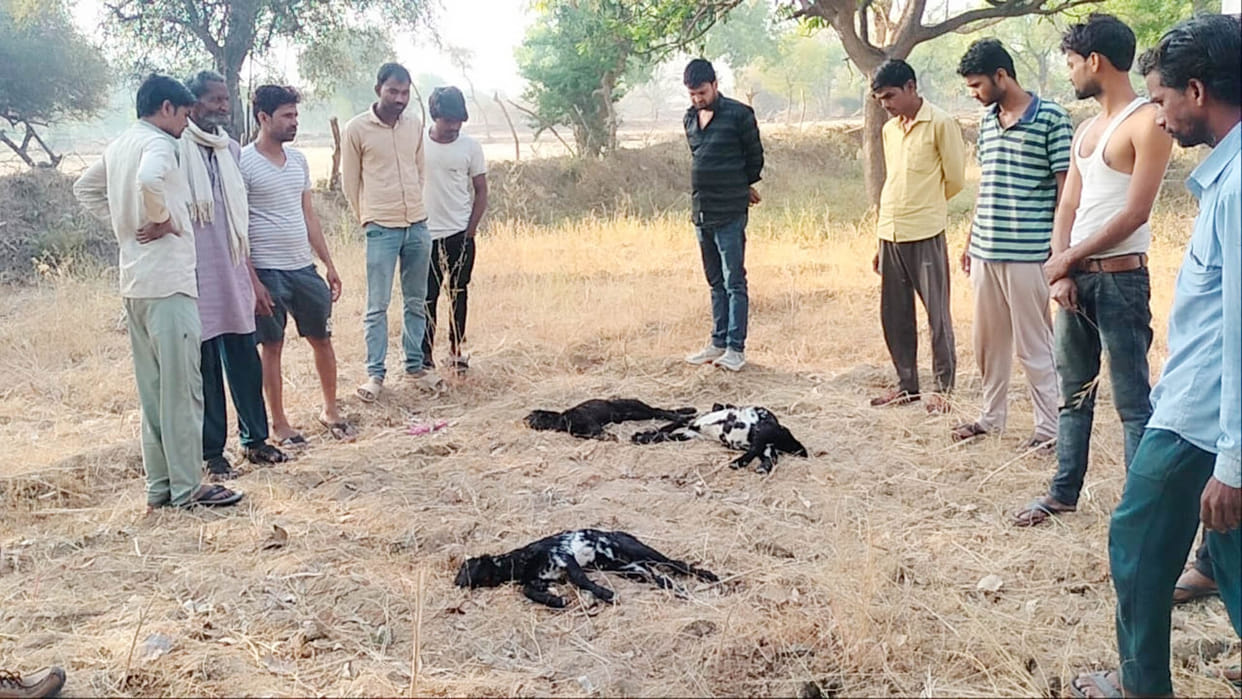 Thieves stole 24 goats from two houses