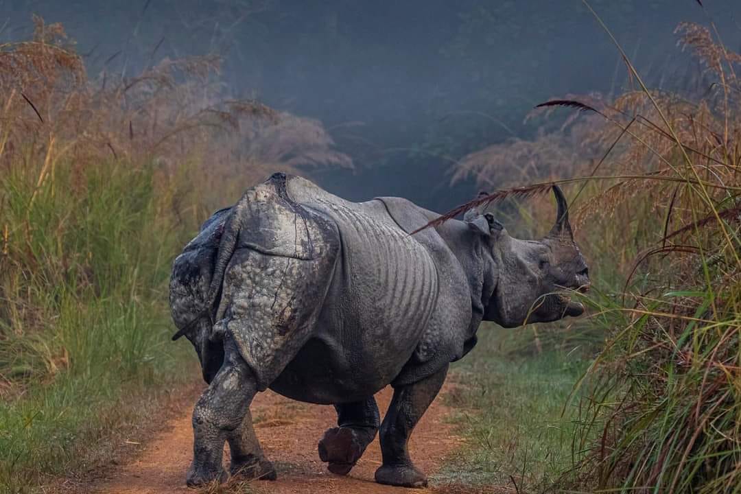 Bengal-Assam rhinoceros will improve the breed of rhinos of Dudhwa
