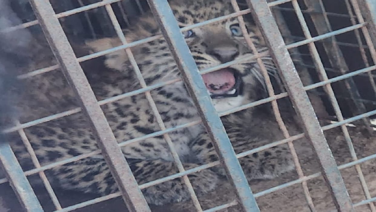 Two cubs of Guldar fell in well rescued by Forest Department