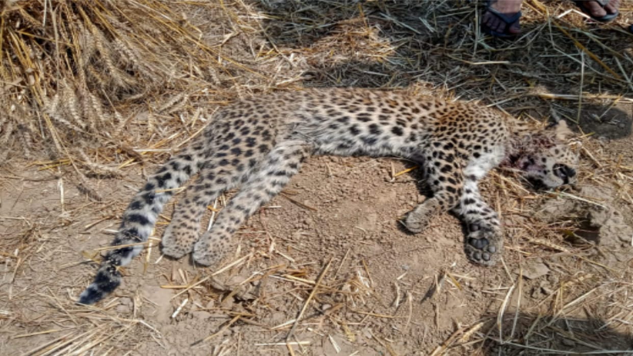 Crisis on wildlife: Guldar dead body Found in Bijnor, panic among villagers